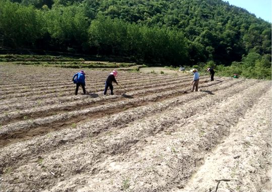 縣生物醫(yī)藥產(chǎn)業(yè)發(fā)展中心：三舉措助力播種中藥材16000畝