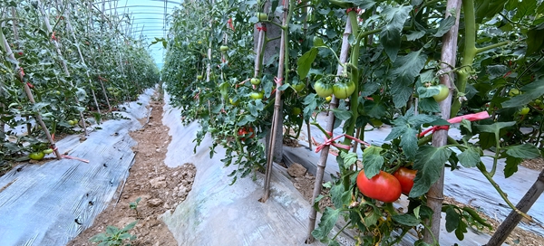 旺民興村 縣政協(xié)駐村工作隊的“湯峪路徑”