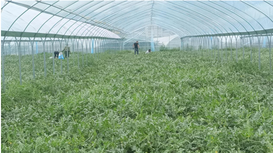 房縣白鶴鎮(zhèn)：西瓜豐收鋪就“甜蜜”致富路