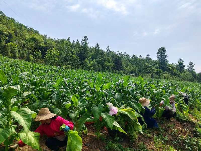 土城鎮(zhèn)：煙葉豐收趕“烤”忙