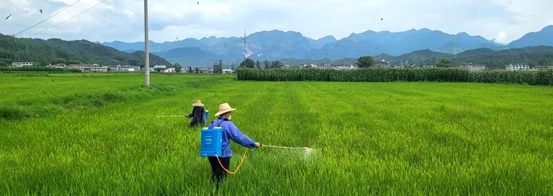 化龍堰鎮(zhèn):水稻病防強監(jiān)測 治蟲保糧率先行