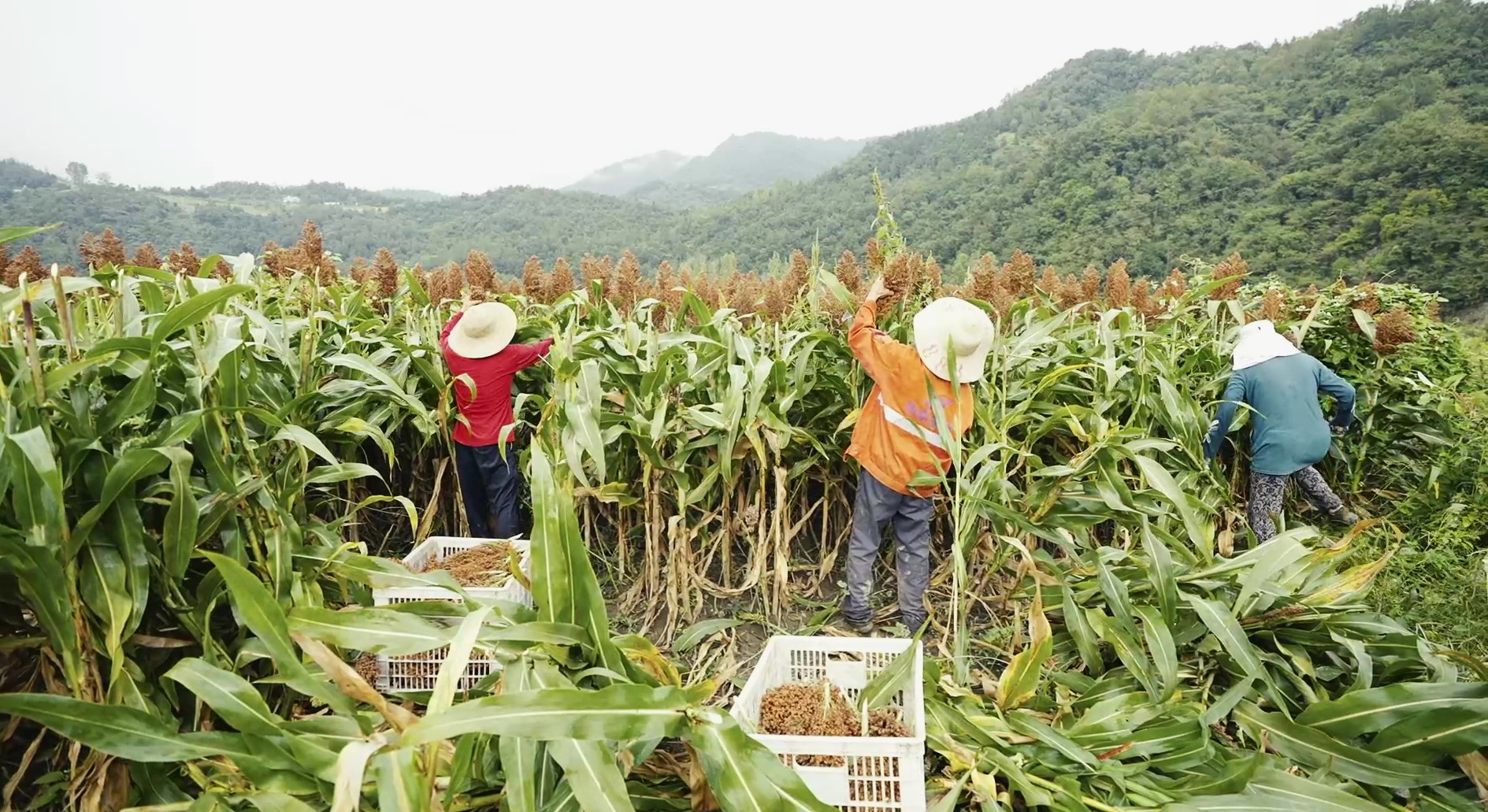 中壩的高粱紅透啦！