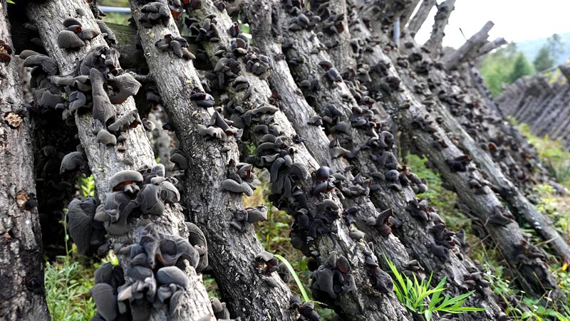 房縣黑木耳栽培系統(tǒng)成功入選 湖北省農業(yè)文化遺產資源目錄和典型案例名單