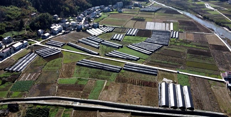 《記者走基層》 門古寺鎮(zhèn)秦口村： 發(fā)展羊肚菌  產(chǎn)業(yè)助振興