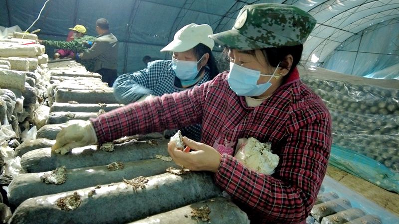 沙河鄉(xiāng)：人勤春來早 香菇制種忙