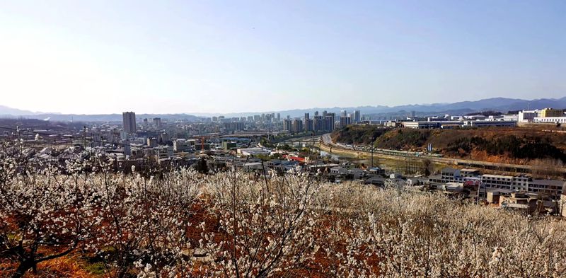 城關(guān)鎮(zhèn)八里村：櫻桃花海繪春色