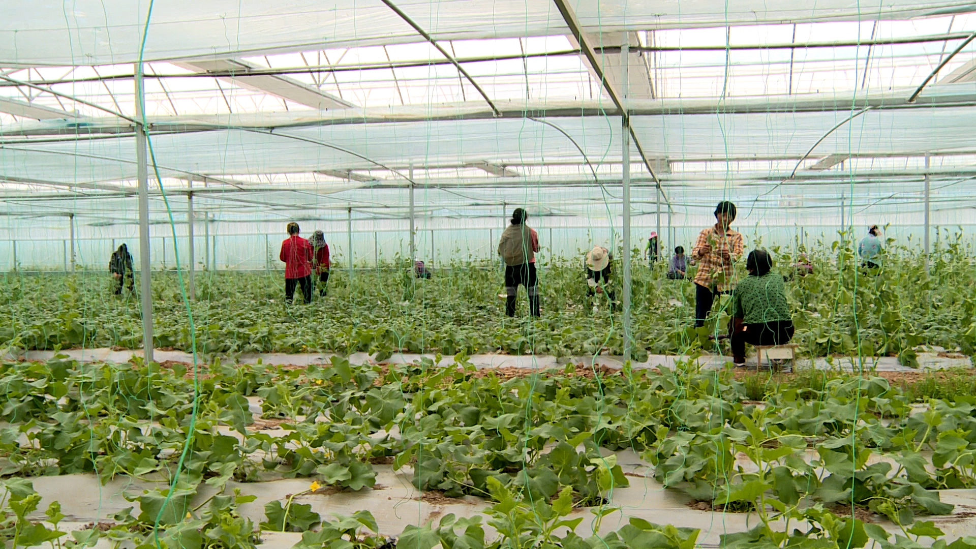 全縣蔬菜產(chǎn)業(yè)鏈建設(shè)現(xiàn)場(chǎng)推進(jìn)會(huì)召開(kāi)