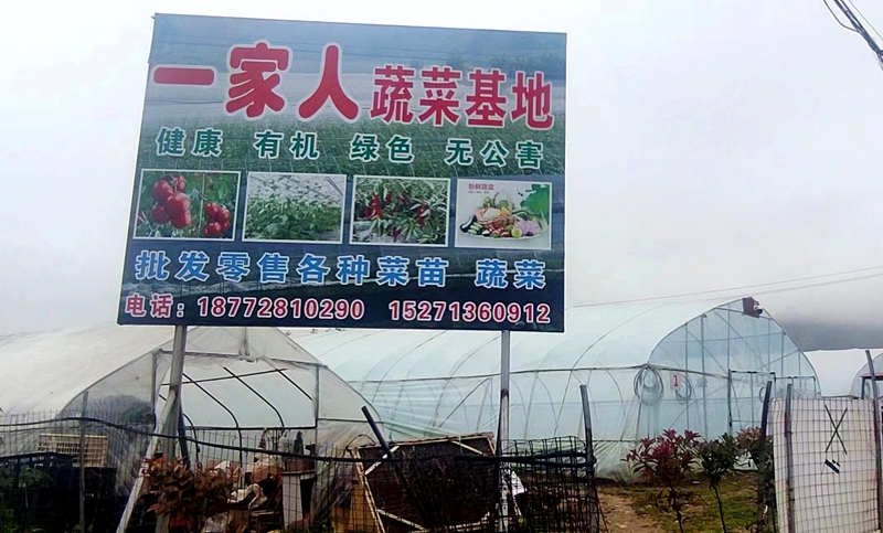 房縣一家人蔬菜基地：年銷100萬棵蔬菜苗