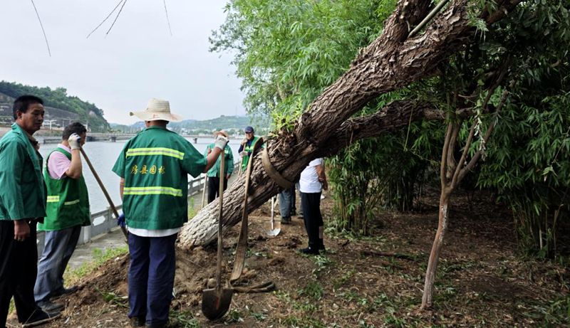 縣住建局：扶樹加固忙
