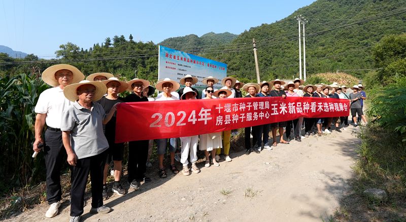 我縣舉辦2024年度農作物新品種看禾選種觀摩活動