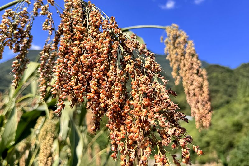 《記者走基層》九道鄉(xiāng)：高粱掛田頭  增收有奔頭