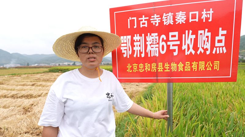 《記者走基層》  秦口村: 喜迎豐收季 水稻收獲忙