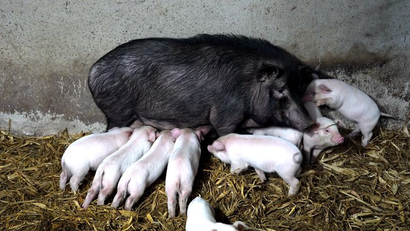 《山城房縣年味濃》郭傳興：殺年豬 迎新春