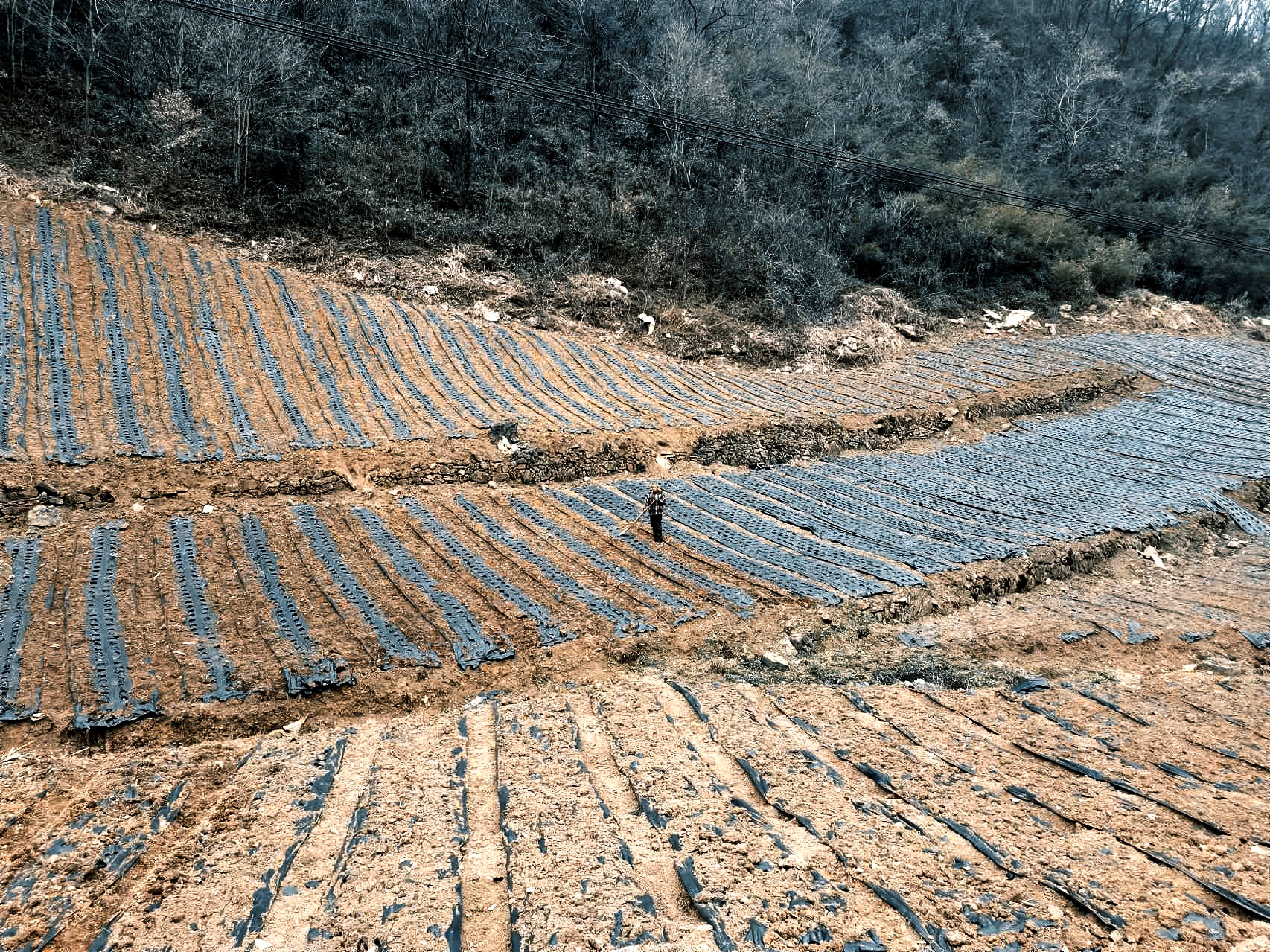 五臺(tái)的黃精：振興鄉(xiāng)村致富農(nóng)民