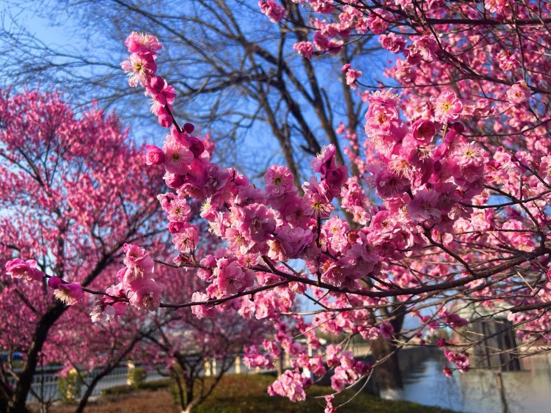 房縣：萬物隨春醒 “梅”好皆可期