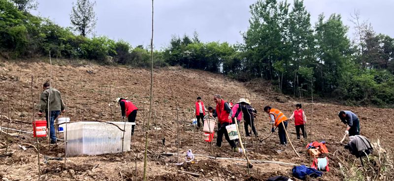 安羊溝村：搶抓黃金期 銀杏種植忙