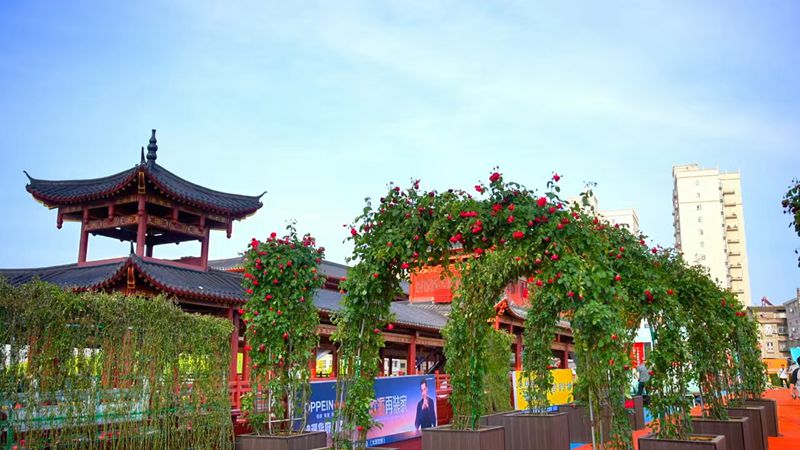 萬株月季扮靚城市 千年詩城“增花添彩”