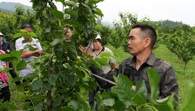 《記者走基層》城關(guān)鎮(zhèn)八里村：櫻桃園里“充電忙”