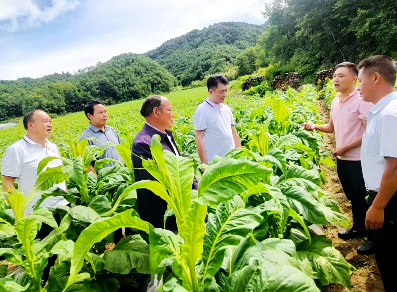 青峰鎮(zhèn)：煙葉長勢(shì)喜人 煙民豐收在望