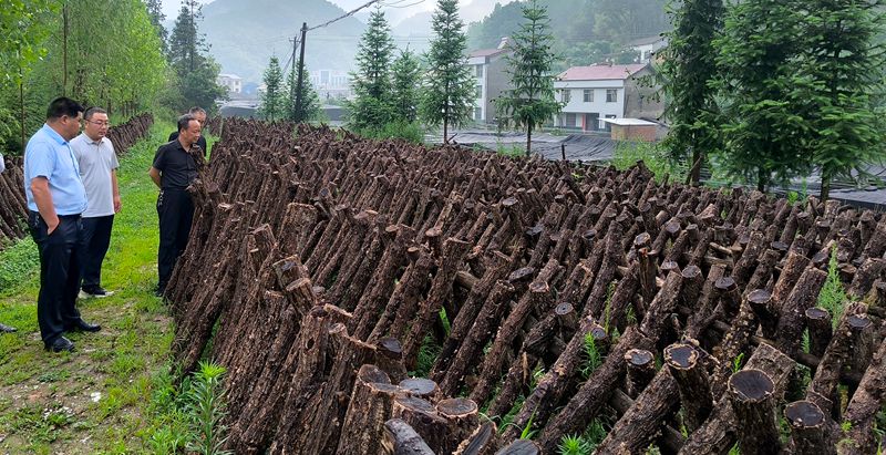 我縣段木黑木耳新品種選育工作初見(jiàn)成效