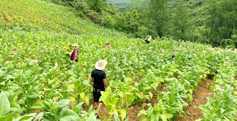 紅旗漫卷振興路   房縣人武部攜手紅旗村同心譜寫鄉(xiāng)村發(fā)展新篇章
