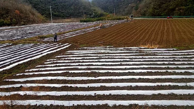 紅塔鎮(zhèn)潮汪村：田間地頭春耕忙