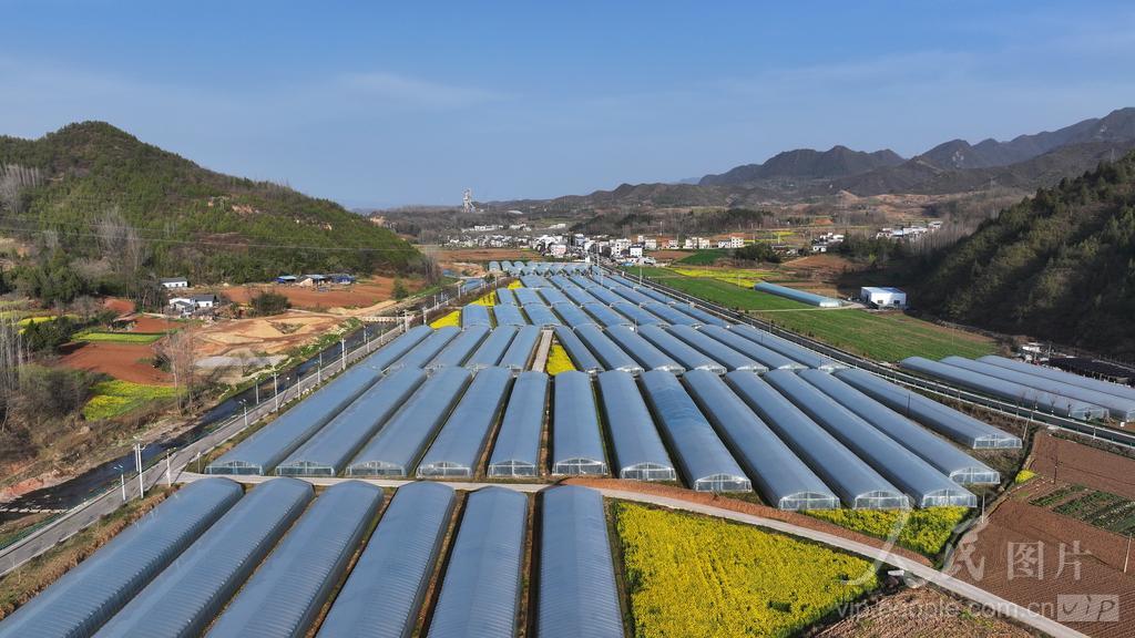 湖北房縣：特色產(chǎn)業(yè)賦能鄉(xiāng)村振興