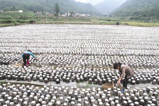 黃酒名鎮(zhèn)甲天下