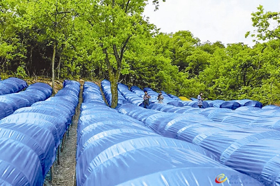 鄉(xiāng)村振興踏歌來